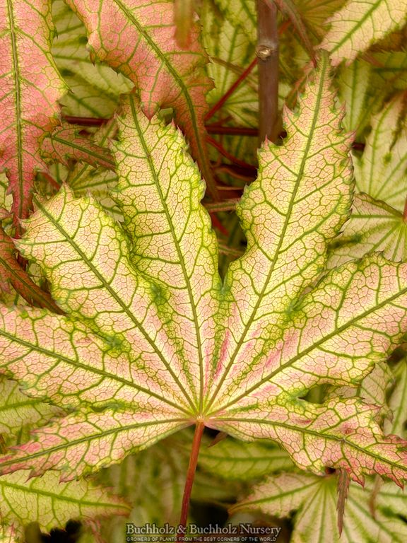 Acer palmatum 'Firefly' Variegated Japanese Maple