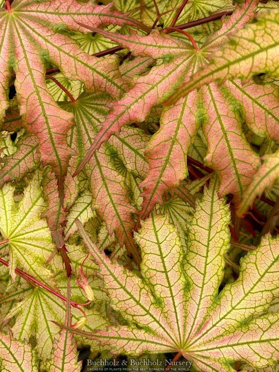 Acer palmatum 'Firefly' Variegated Japanese Maple