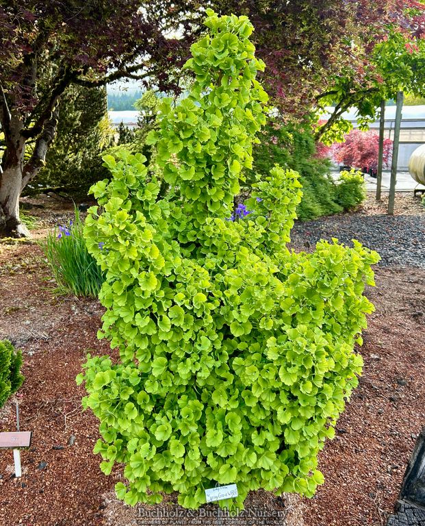 Ginkgo biloba 'Spring Grove' Dwarf Ginkgo Tree
