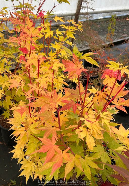 Acer palmatum 'Winter Red' Coral Bark Japanese Maple