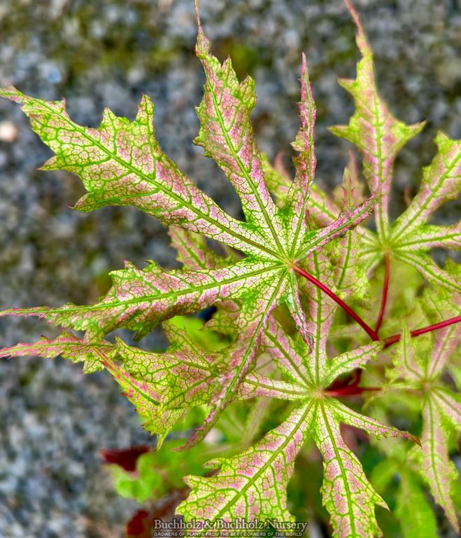 Acer palmatum 'Nebula' Variegated Japanese Maple
