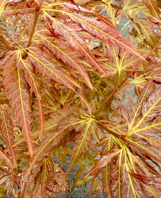 Acer oliverianum 'Hot Chicken' Japanese Maple