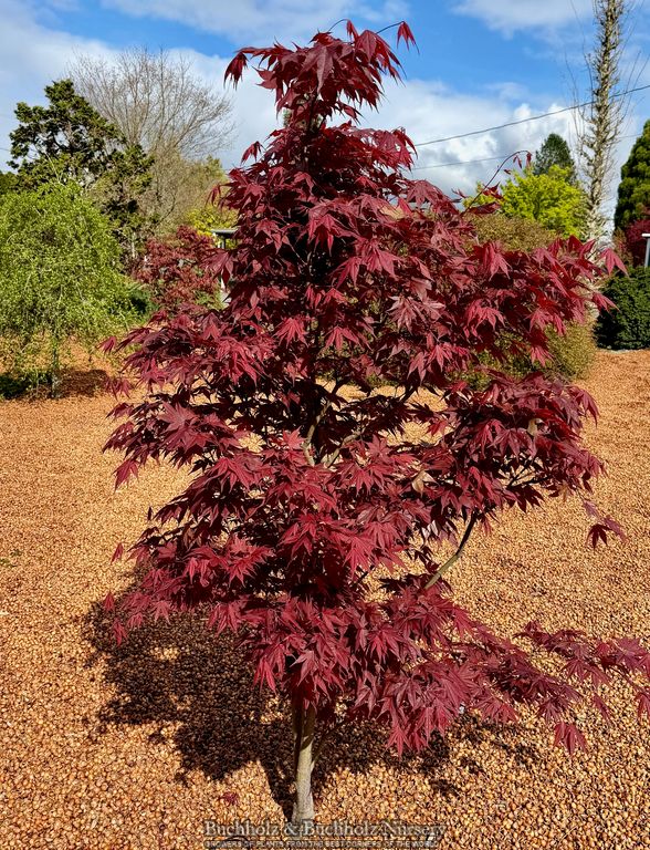 Acer oliverianum 'Hot Sauce' Japanese Maple