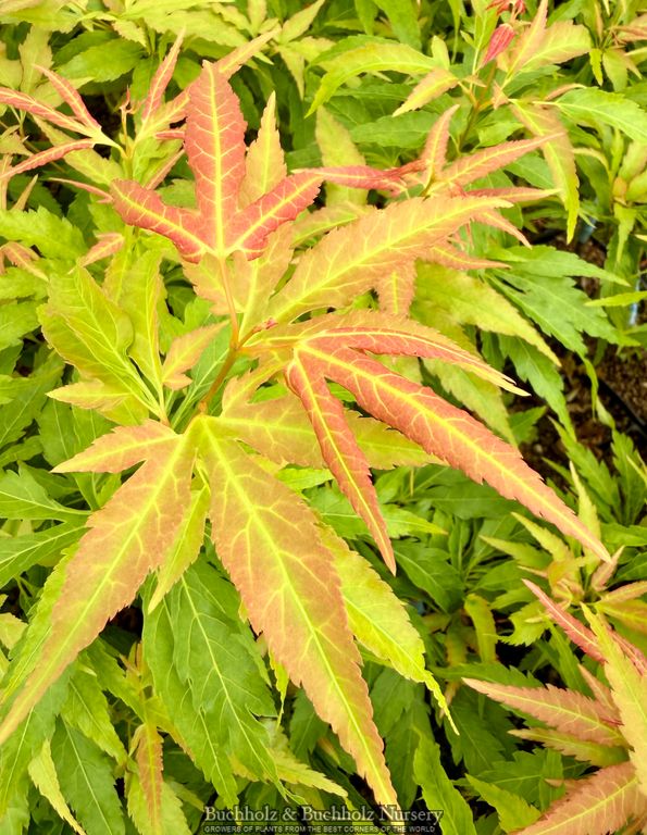 Acer oliverianum 'Hot Chicken' Japanese Maple