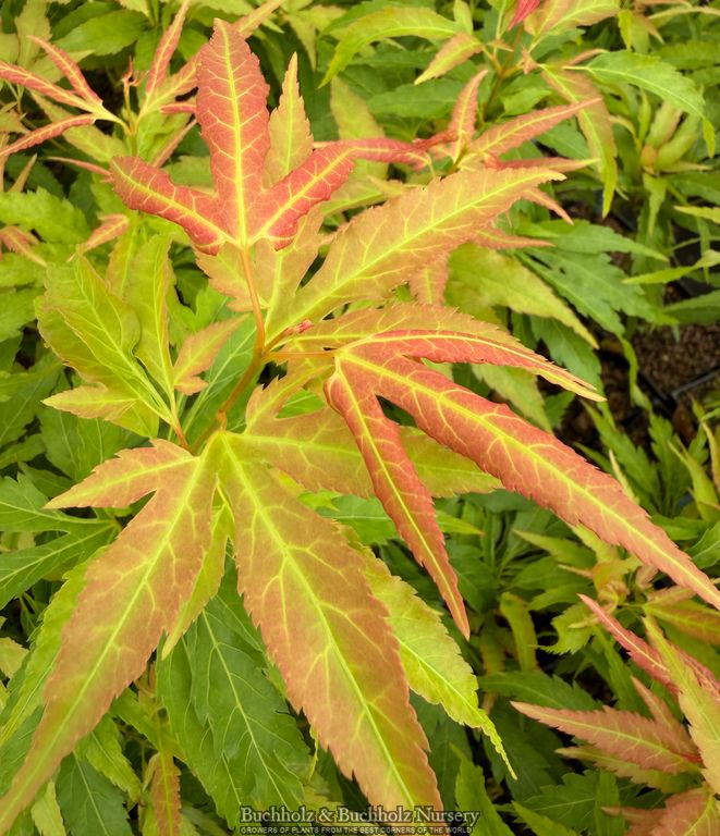 Acer oliverianum 'Hot Chicken' Japanese Maple