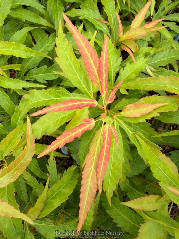 Acer oliverianum 'Hot Chicken' Japanese Maple