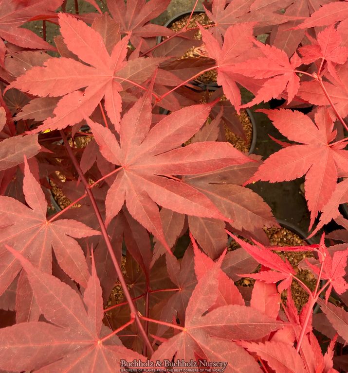 Acer oliverianum 'Hot Sauce' Japanese Maple