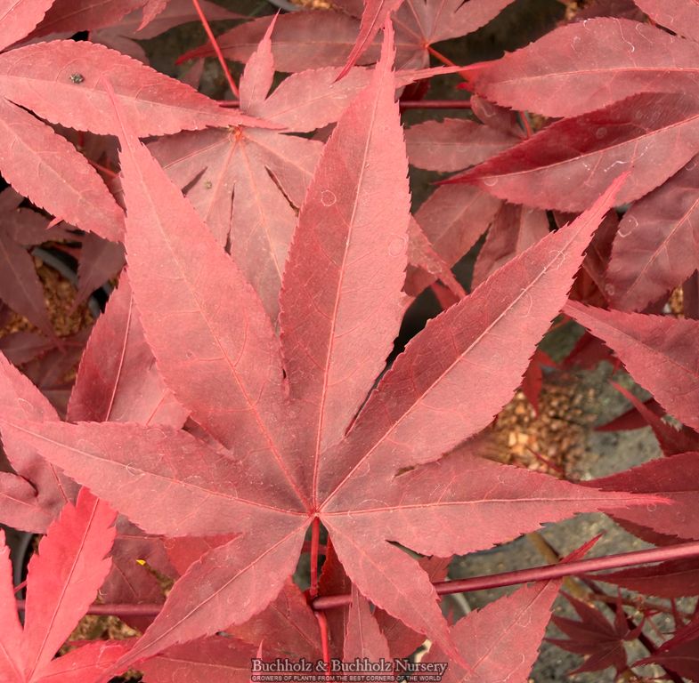 Acer oliverianum 'Hot Sauce' Japanese Maple