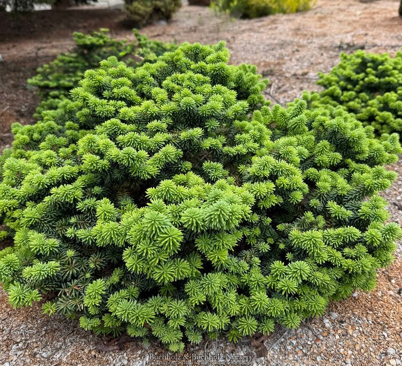 Abies balsamea 'Piccolo' Balsam Fir