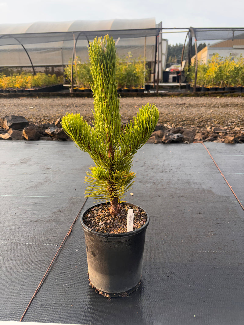 Pinus nigra 'Oregon Green' Austrian Black Pine