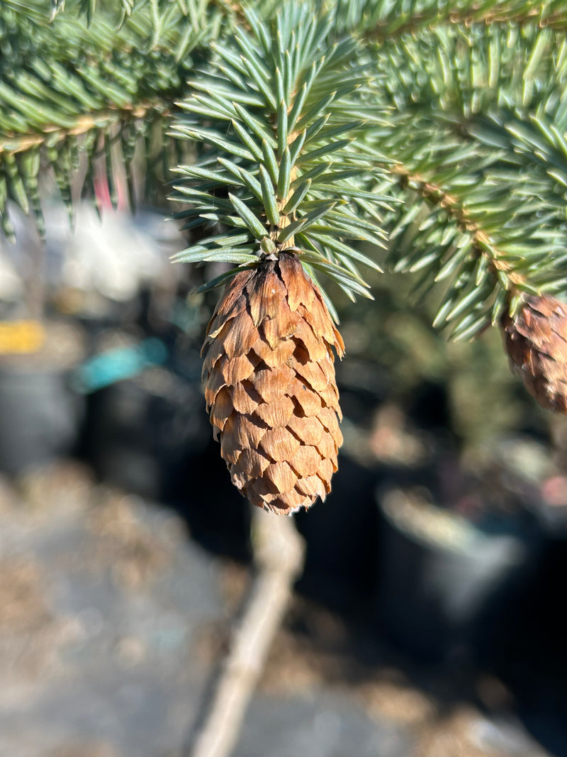 Picea pungens 'Early Cones' Dwarf Colorado Blue Spruce