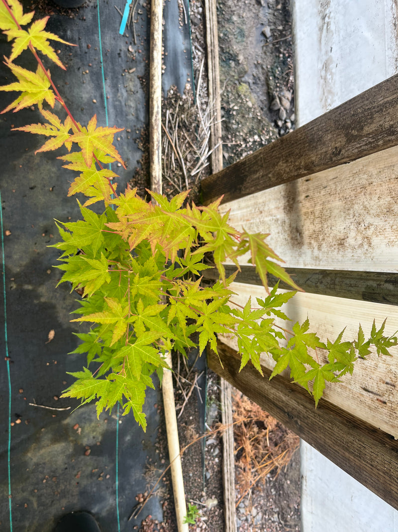 Acer palmatum 'Winter Red' Coral Bark Japanese Maple