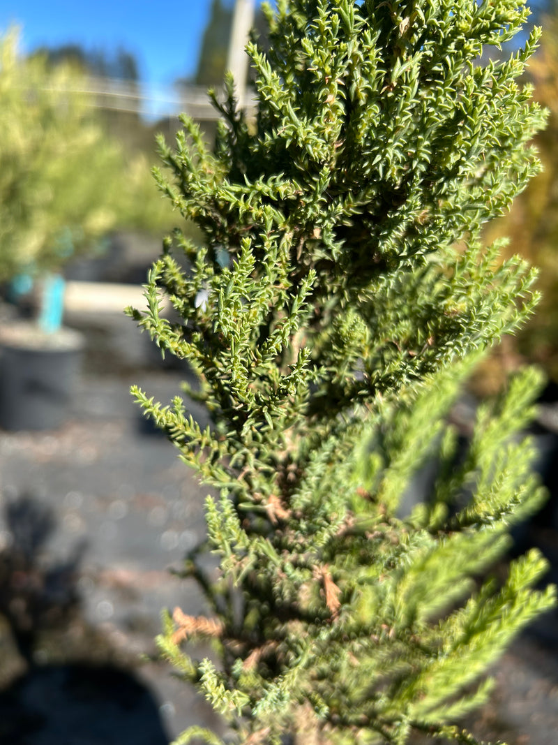 Sequoiadendron giganteum 'Little Stan' Dwarf Redwood