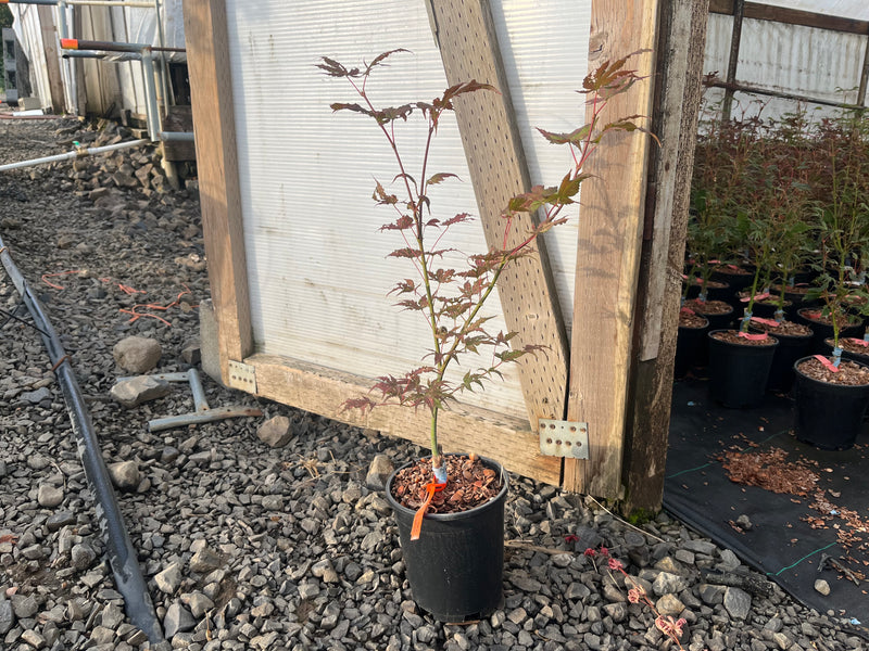 Acer palmatum 'Firefly' Variegated Japanese Maple