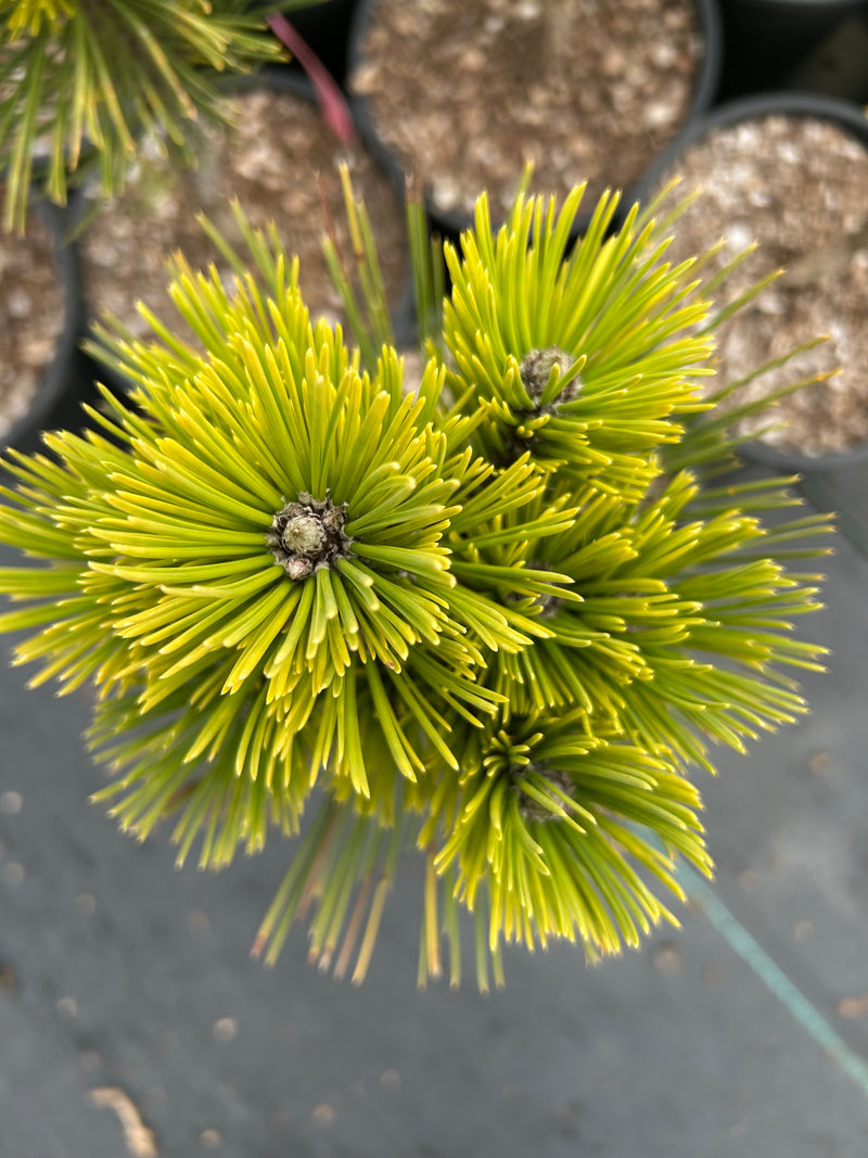 Pinus leucodermis 'Banderica' Bosnian Pine