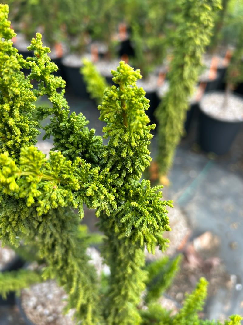 Chamaecyparis obtusa 'Chirimen' Hinoki Cypress
