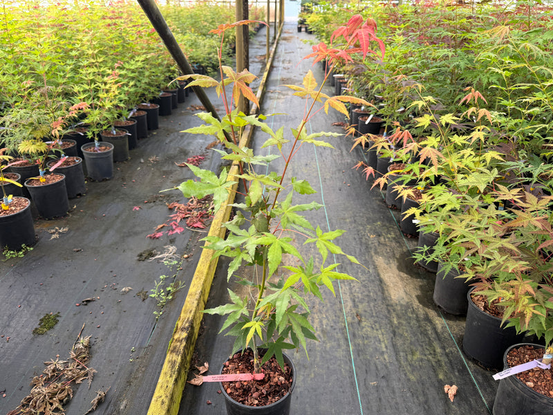 Acer oliverianum 'Mystic Jewel' Japanese Maple