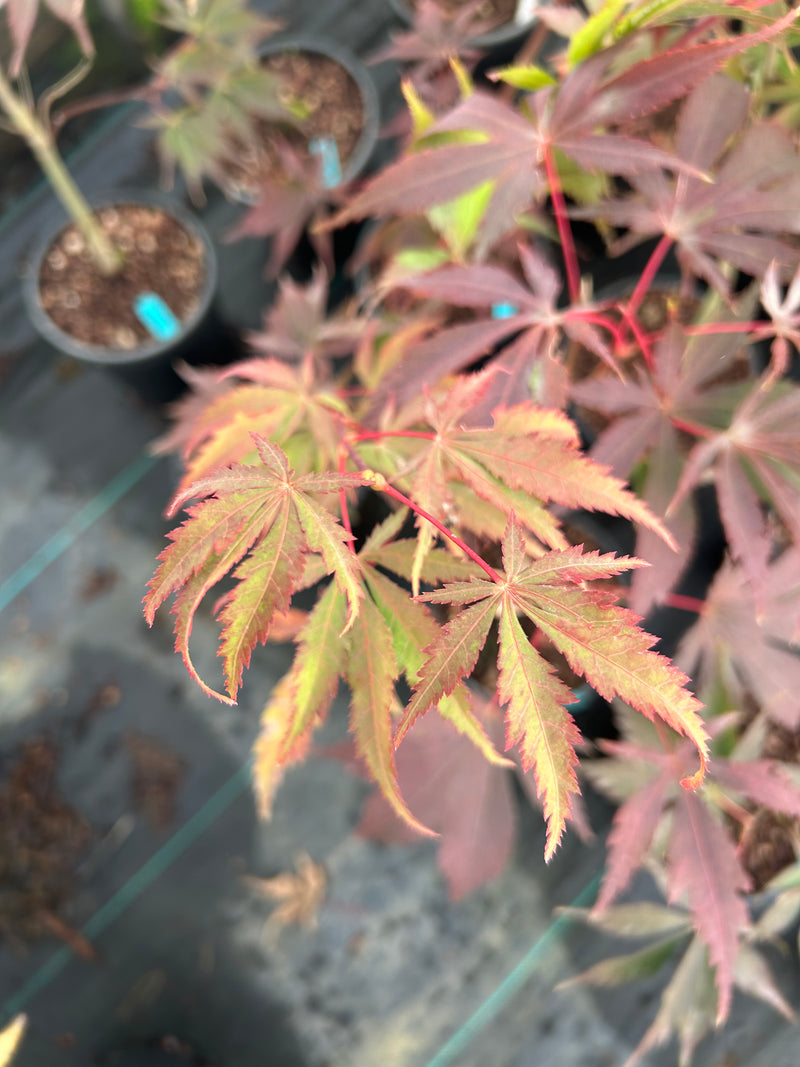 Acer palmatum 'Wakehurst Pink' Japanese Maple