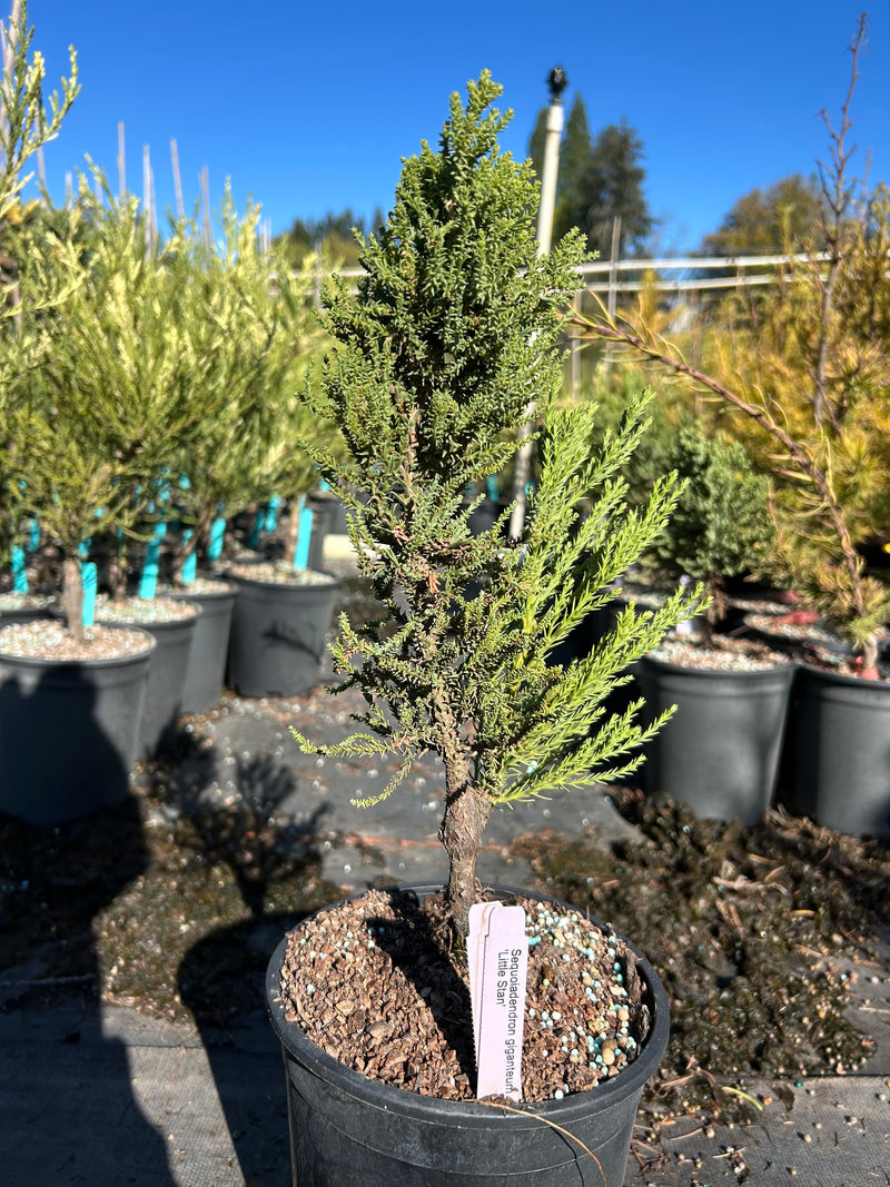 Sequoiadendron giganteum 'Little Stan' Dwarf Redwood