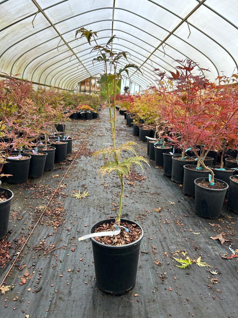 Acer palmatum 'Ariadne' Japanese Maple