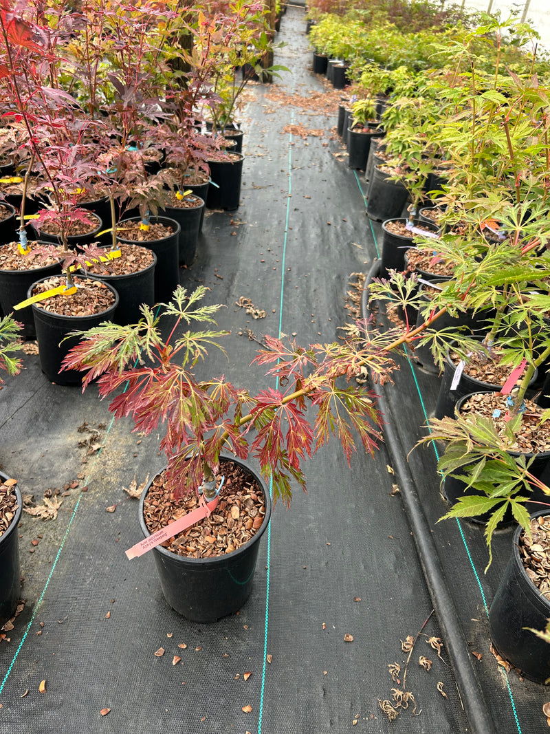 Acer japonicum 'Abby’s Weeping' Dwarf Full Moon Japanese Maple