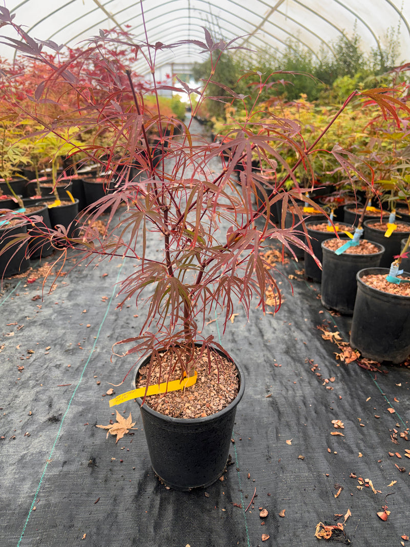 Acer palmatum 'Pung kil' Japanese Maple