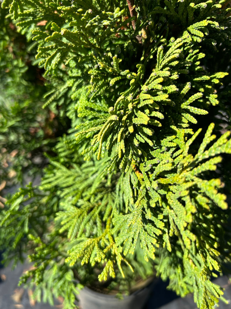 Thuja occidentalis 'Trompenburg' Eastern Arborvitae