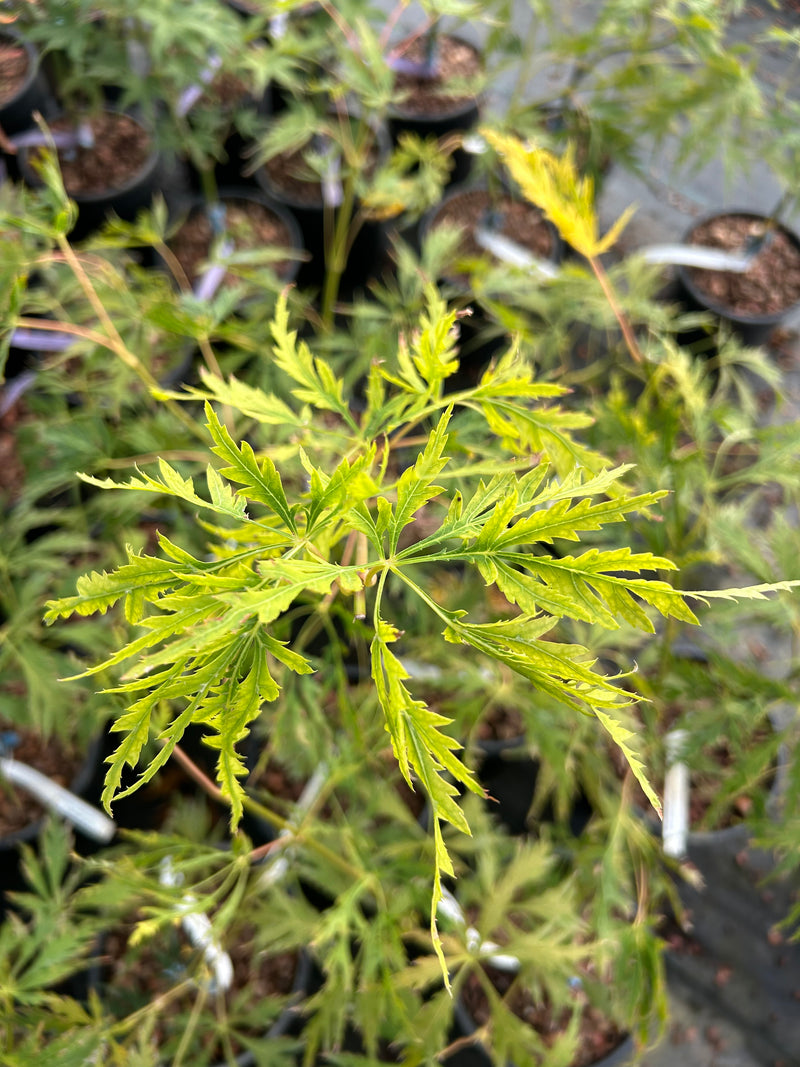 Acer palmatum 'Germaine's Gyration' Weeping Japanese Maple