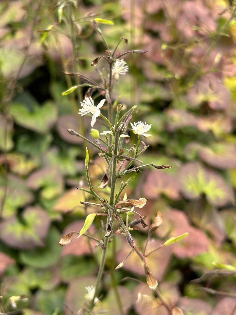 Beesia deltophylla