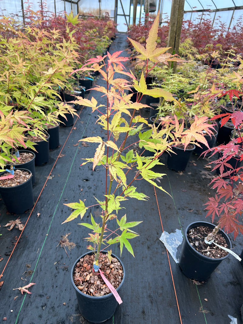 Acer oliverianum 'Hot Blonde' Golden Japanese Maple