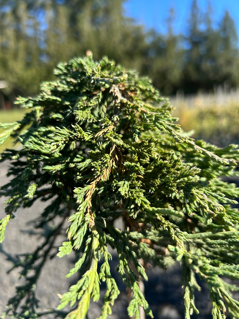 Juniperus horizontalis 'Pancake' Creeping Juniper