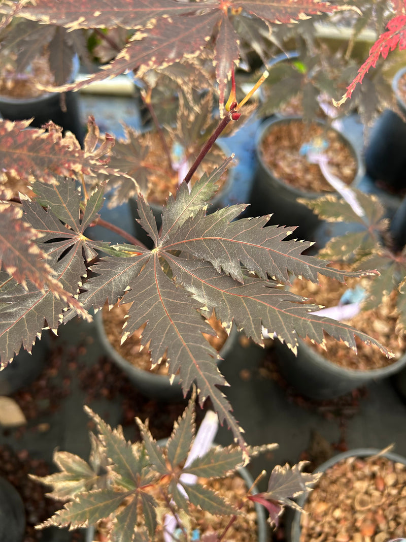 Acer palmatum 'Black Lace' Japanese Maple