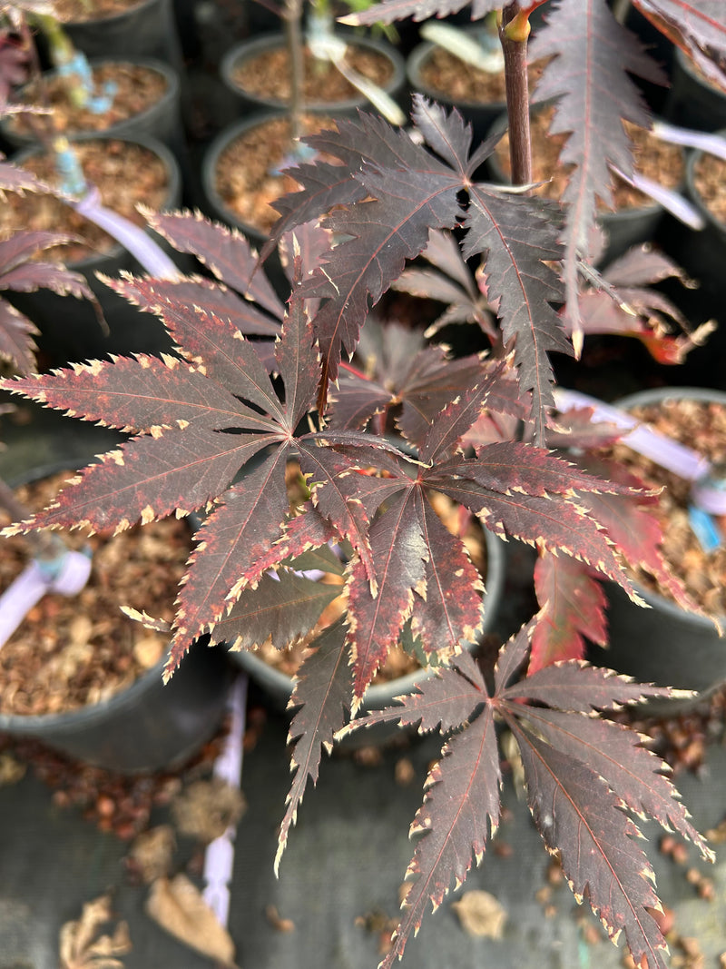 Acer palmatum 'Black Lace' Japanese Maple