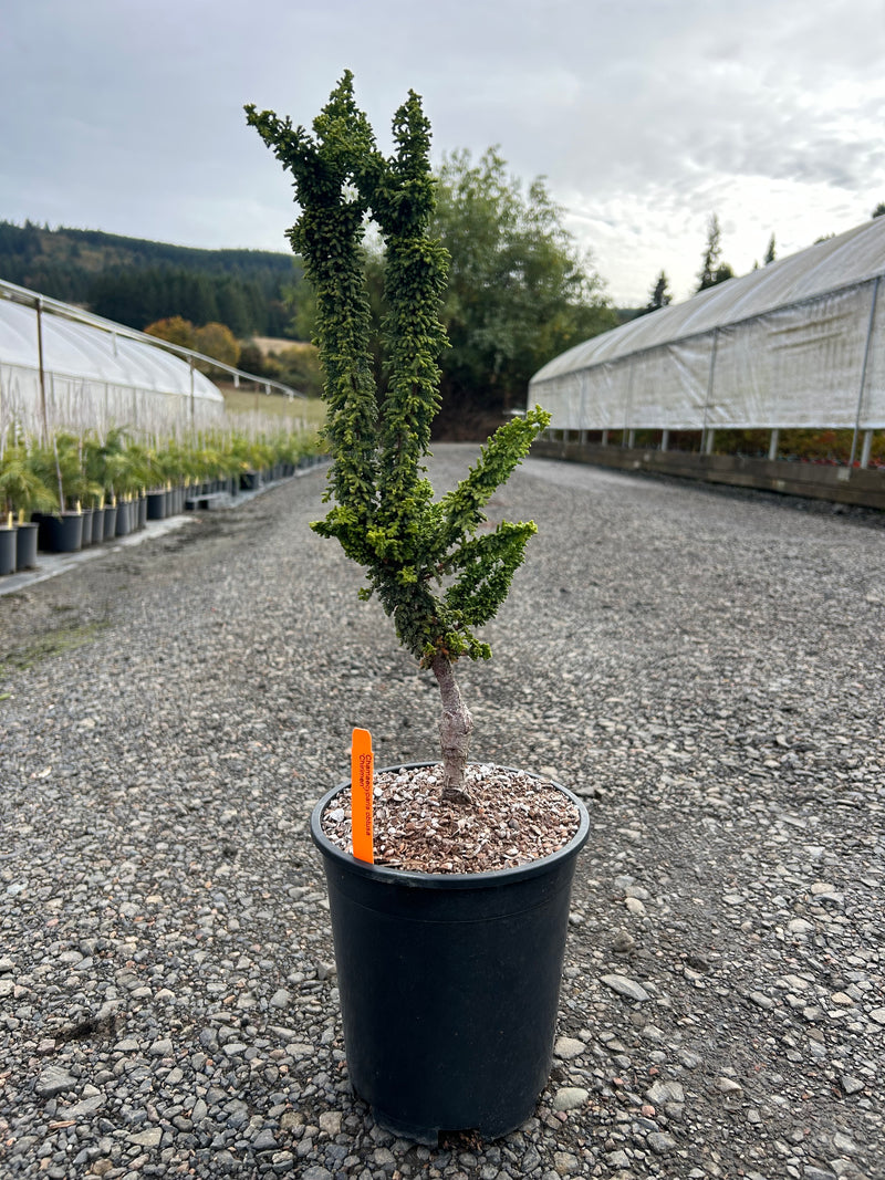 Chamaecyparis obtusa 'Chirimen' Hinoki Cypress