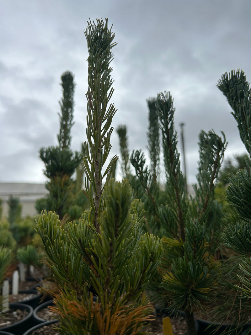 Pinus parviflora 'Aoba jo' Japanese White Pine