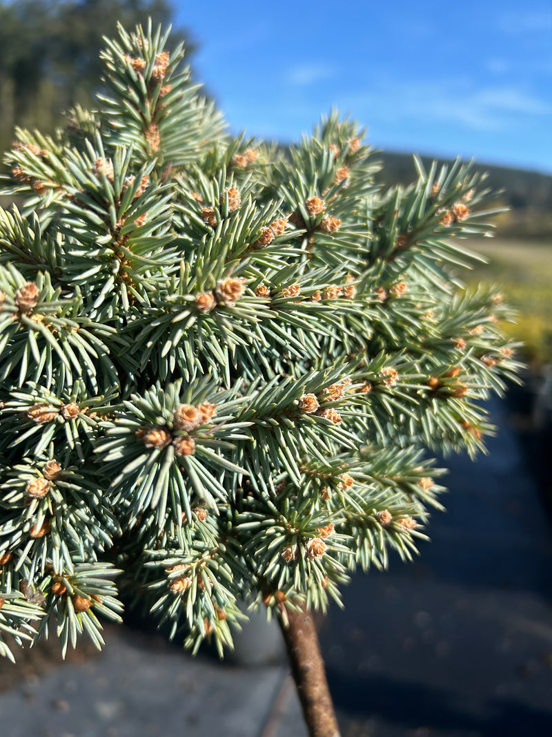 Picea pungens 'Blue Pearl' Miniature Colorado Blue Spruce