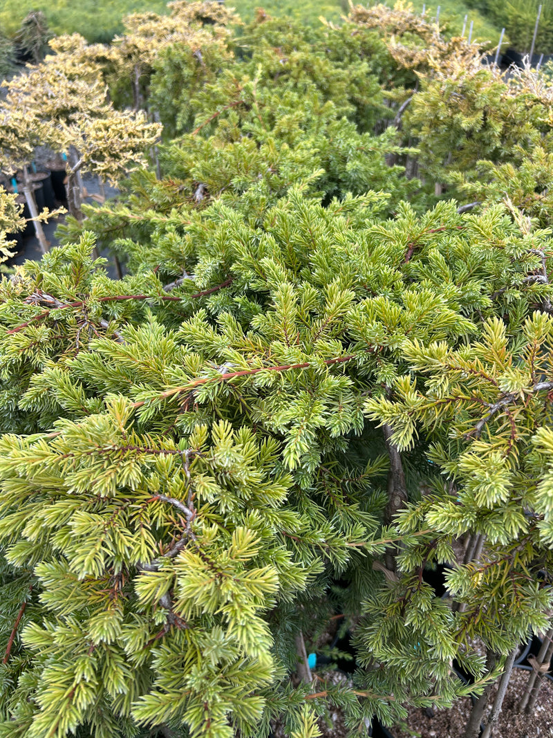 Juniperus conferta 'Blue Lagoon' Shore Juniper