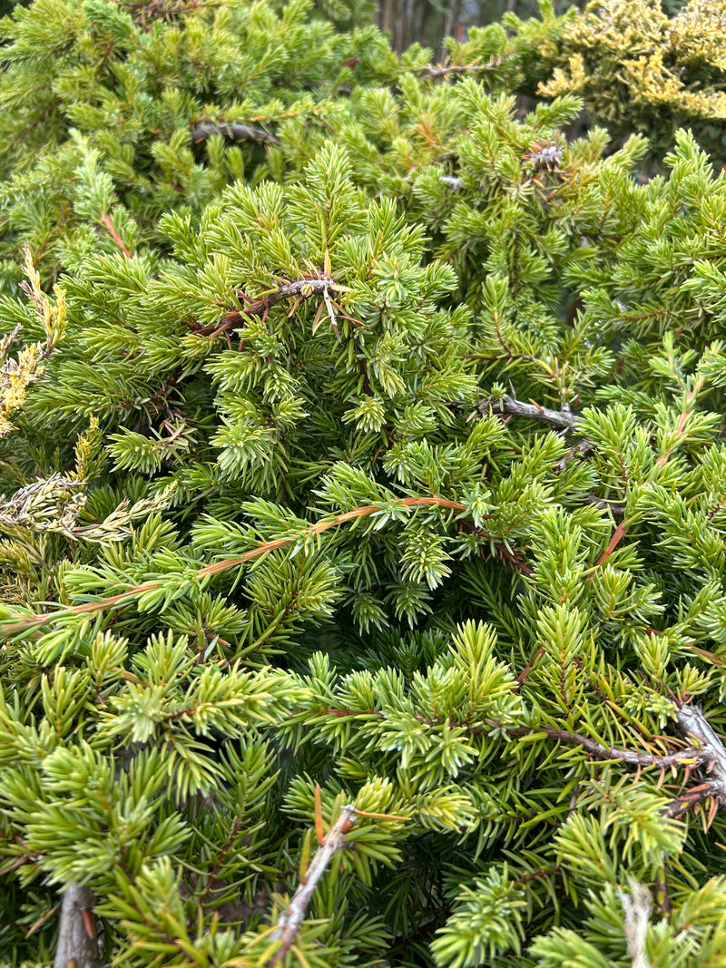 Juniperus conferta 'Blue Lagoon' Shore Juniper