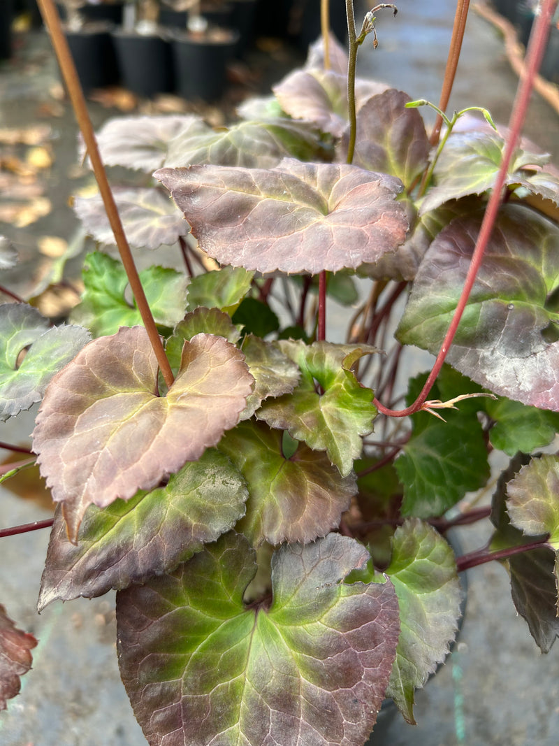 Beesia deltophylla