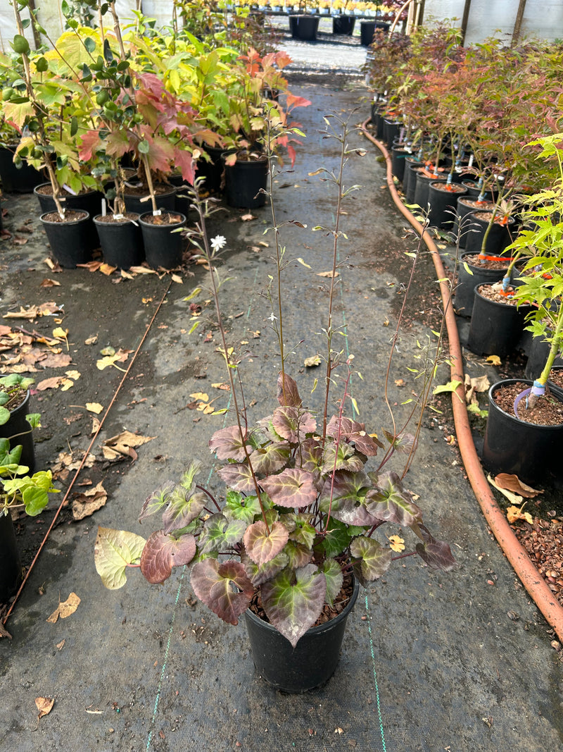 Beesia deltophylla