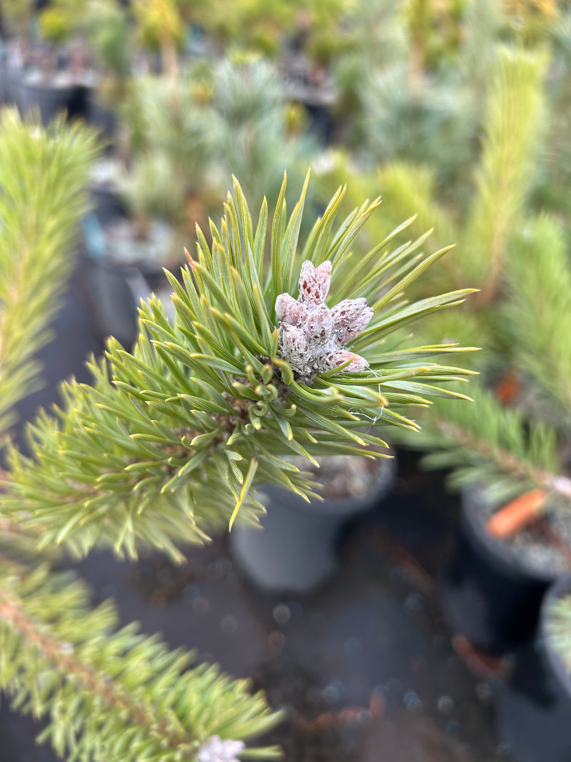 Pinus sylvestris 'Duple's Bar Harbor' Dwarf Scots Pine