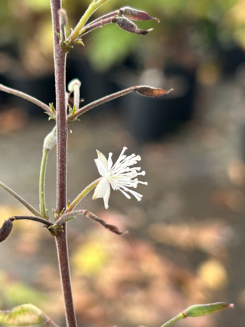 Beesia deltophylla