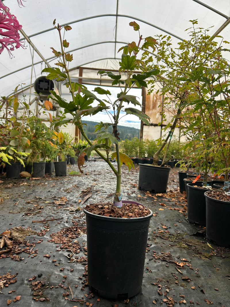 Acer japonicum 'Giant Moon' Acer japonicum 'Giant Moon'