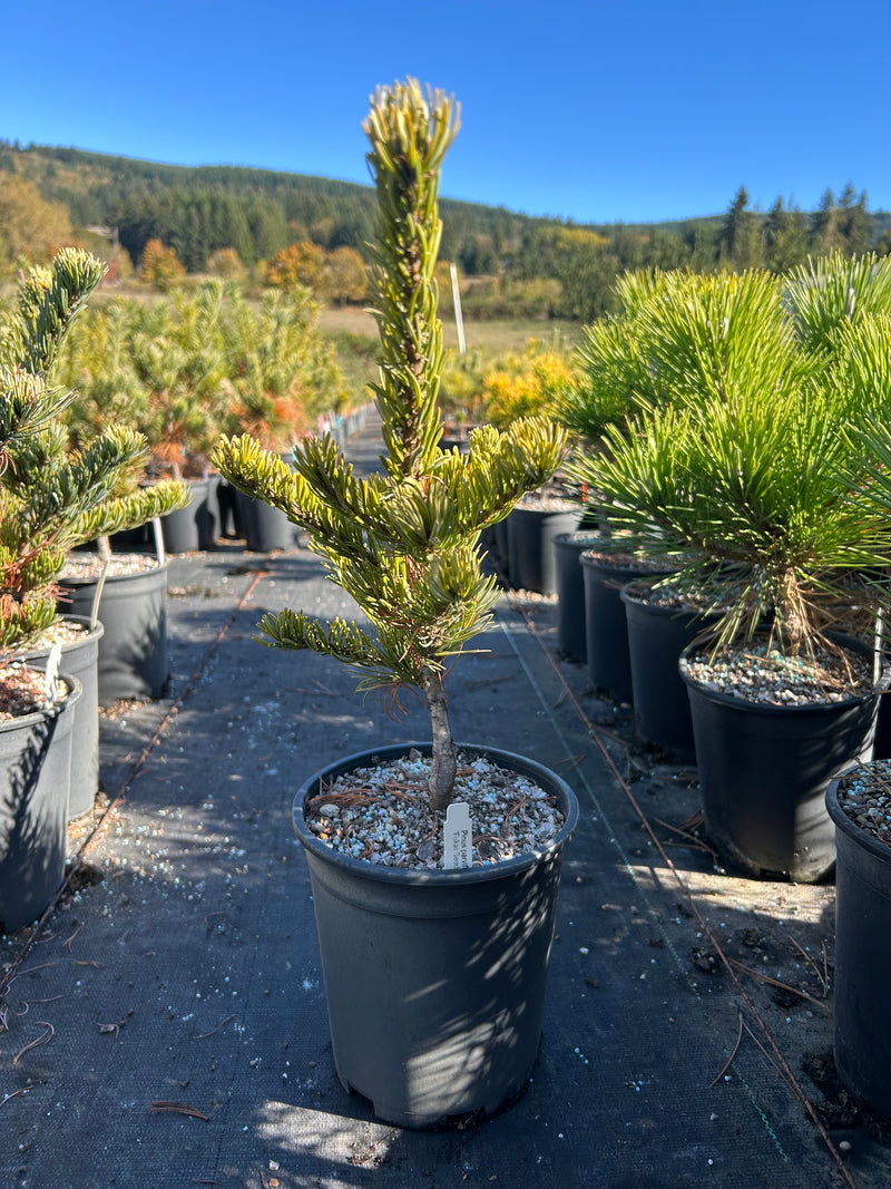 Pinus parviflora 'Golden Samurai' Japanese White Pine