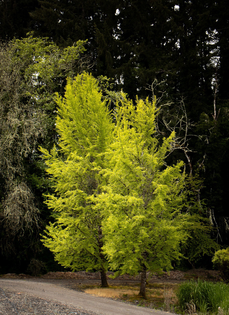 Ginkgo biloba 'Autumn Gold' Ginkgo Tree