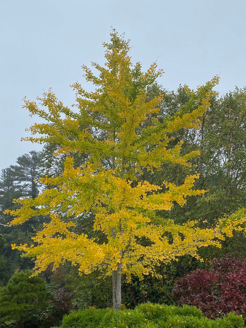 Ginkgo biloba 'Autumn Gold' Ginkgo Tree