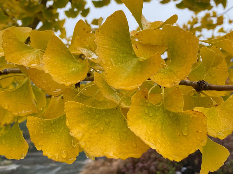 Ginkgo biloba 'Autumn Gold' Ginkgo Tree