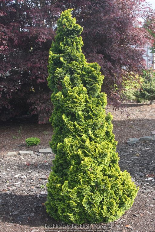 Chamaecyparis obtusa 'Aurora' Aurora Hinoki Cypress