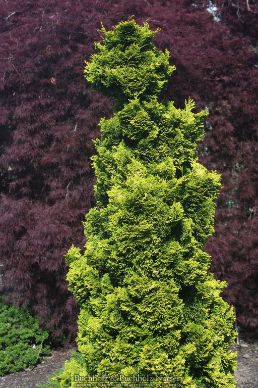 Chamaecyparis obtusa 'Aurora' Aurora Hinoki Cypress