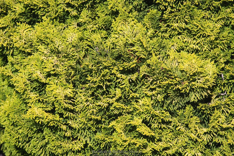 Chamaecyparis obtusa 'Aurora' Aurora Hinoki Cypress